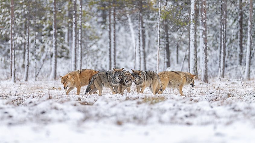 A pack of wolves moving through the Finnish taiga.