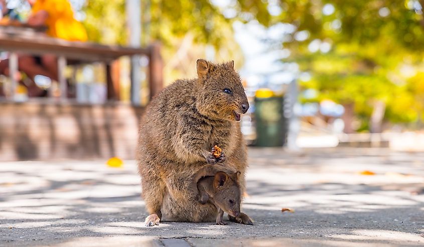 Quokka with a joey in her pouch in Western Australia, Rottnest Island.