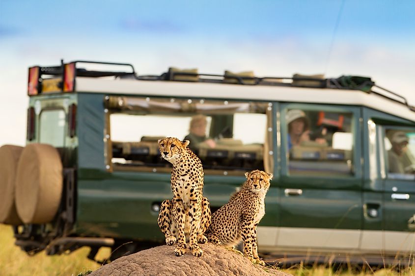 cheetahs in Masai Mara