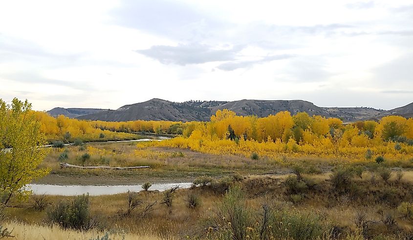 Cottonwood trees changing color in the Upper Missouri Breaks National Monument.