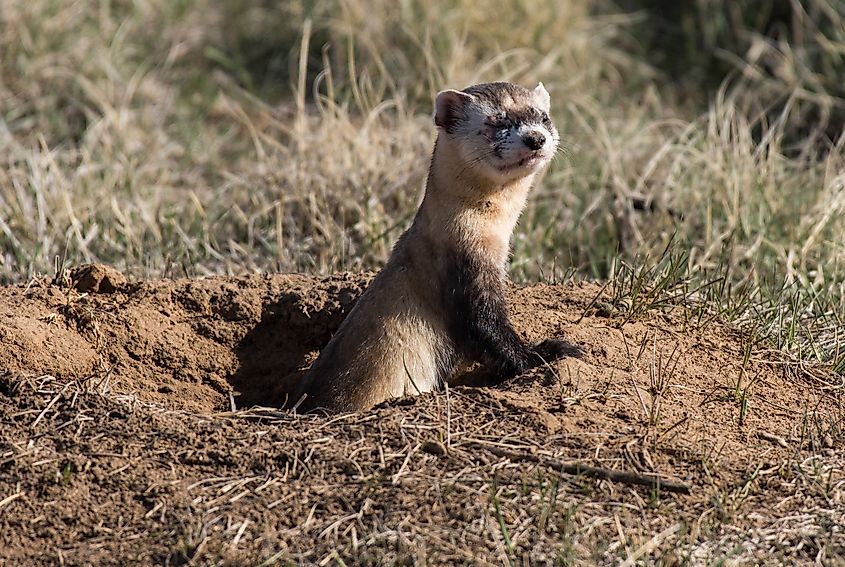 Black-footed ferret