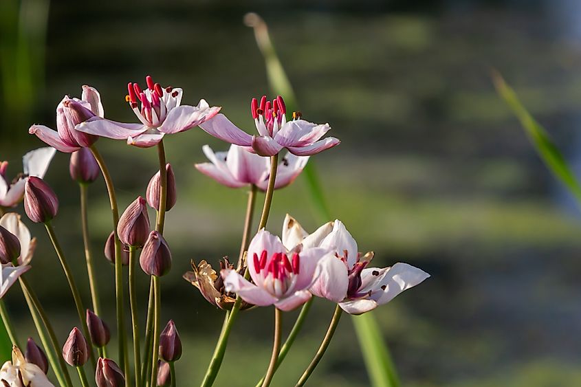 Close up of the umbel-like inflorescence of flowering rush.