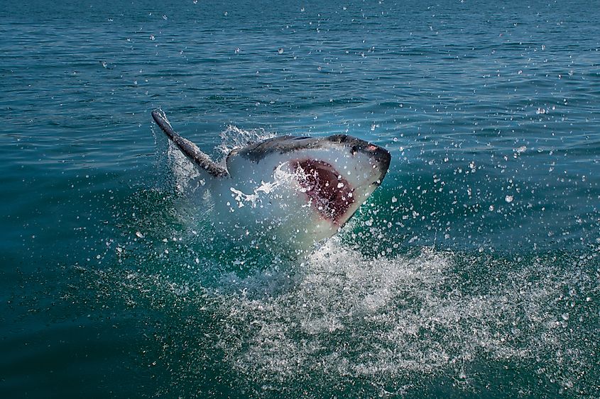 Great White Shark (Carcharodon carcharias).