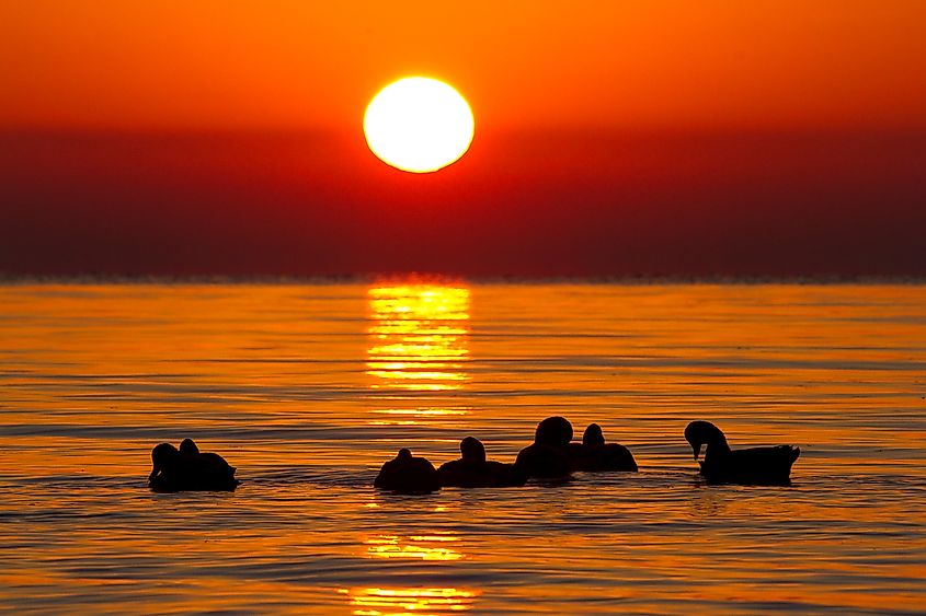 A sunrise over Lake Erie in Erie, Michigan with ducks silhouetting the lake.