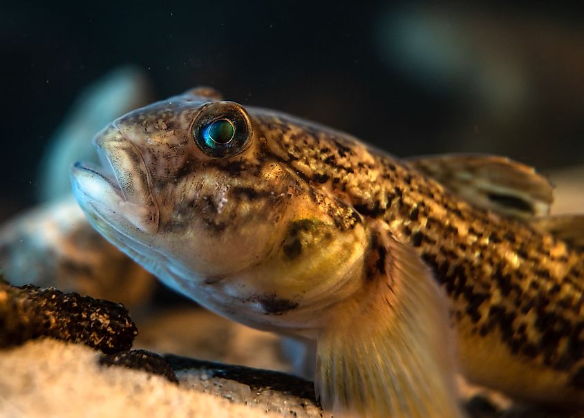 Round goby (Neogobius melanostomus) in an underwater environment, close-up.
