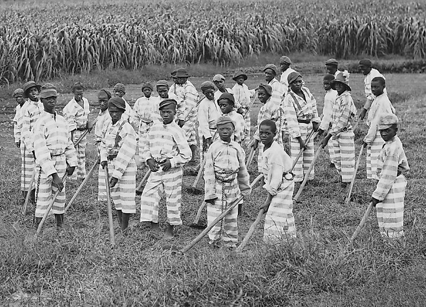 Juvenile convicts at work in the fields in Southern chain gang. Southern jails made money leasing convicts for forced labor in the Jim Crow South. Circa. 1903