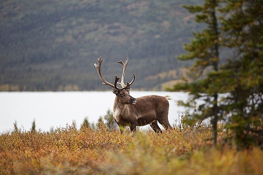 A caribou in the taiga forest.