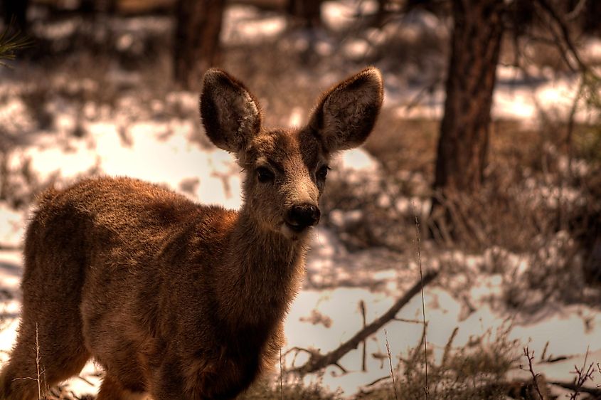 Young mule deer at Bryce Canyon National Park in Utah.