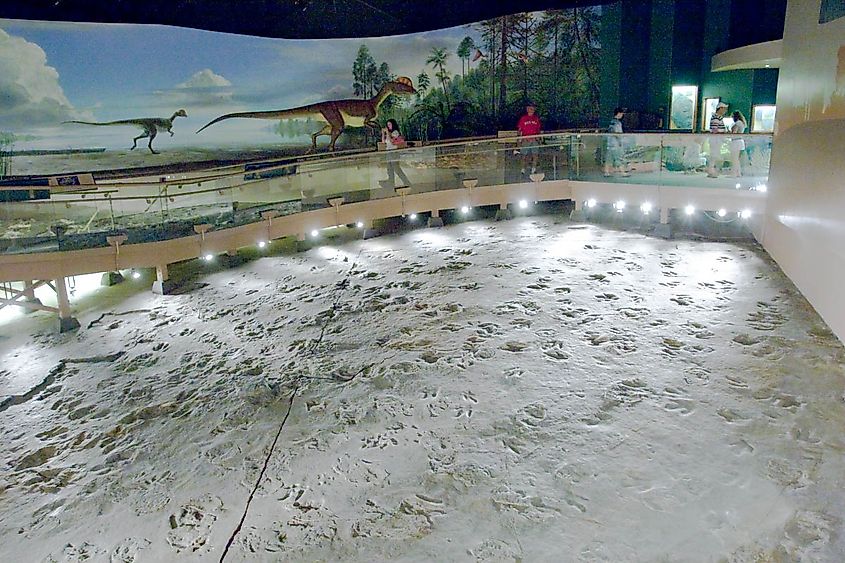 Fossilized dinosaur tracks preserved in sandstone at Dinosaur State Park, Connecticut.