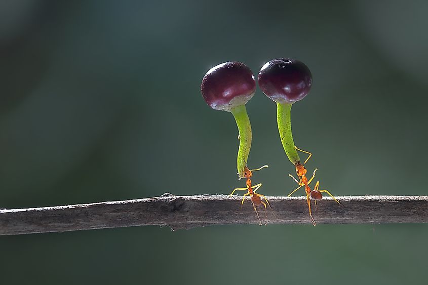 What helps ants put even the Mountain to shame is the fact that the overall volume of their body is much bigger than their surface.