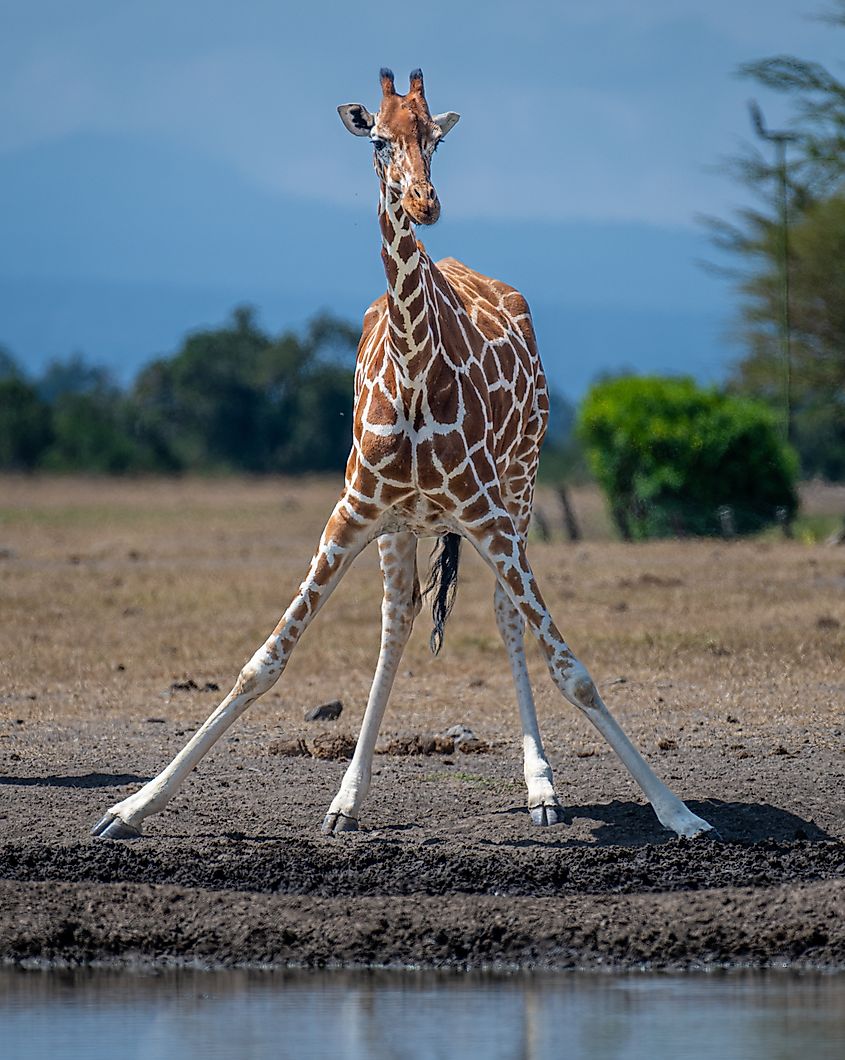Giraffe legs.