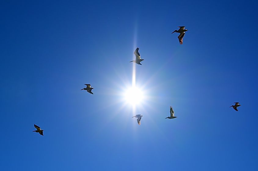 American White Pelicans (Pelecanus erythrorhynchos) flying past the morning sun. River Fork Ranch Trail, Genoa, Nevada.