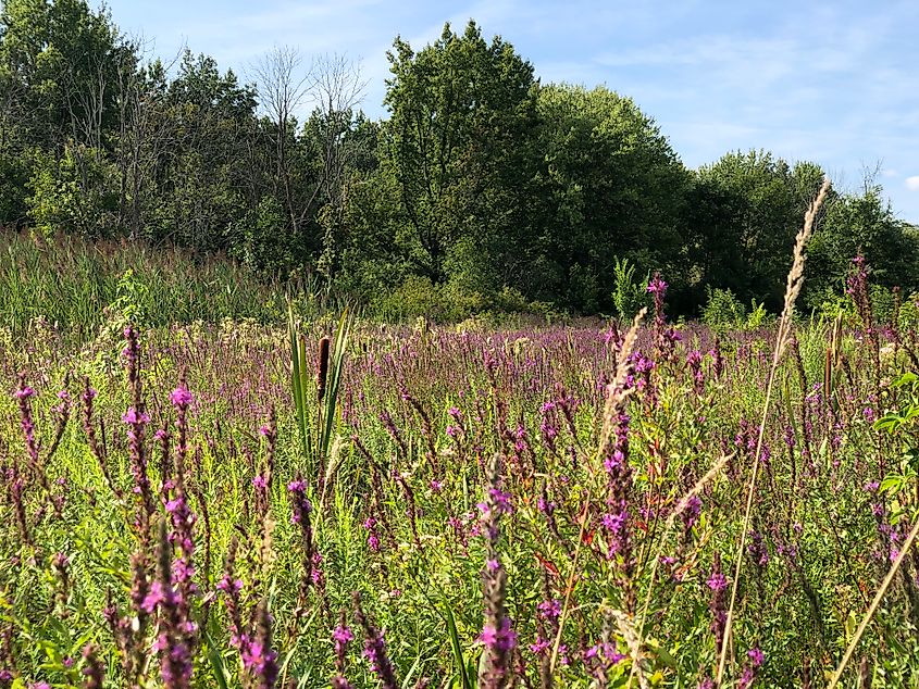 A meadow in Burlington Township, New Jersey.
