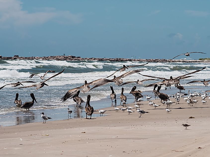 Seagulls and pelicans at Corpus Christi Beach in Mustang Island, Texas.