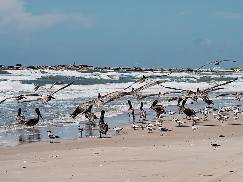 Seagulls and pelicans at Corpus Christi Beach in Mustang Island, Texas.