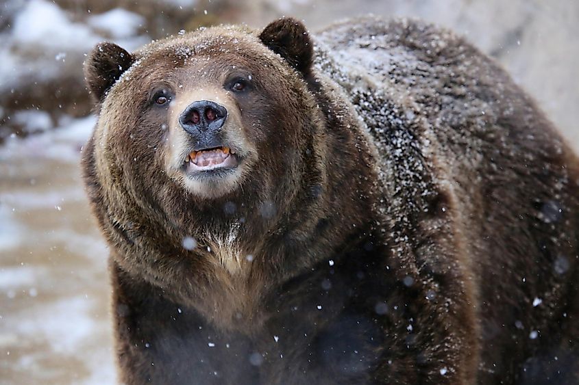 Grizzly bear jaw