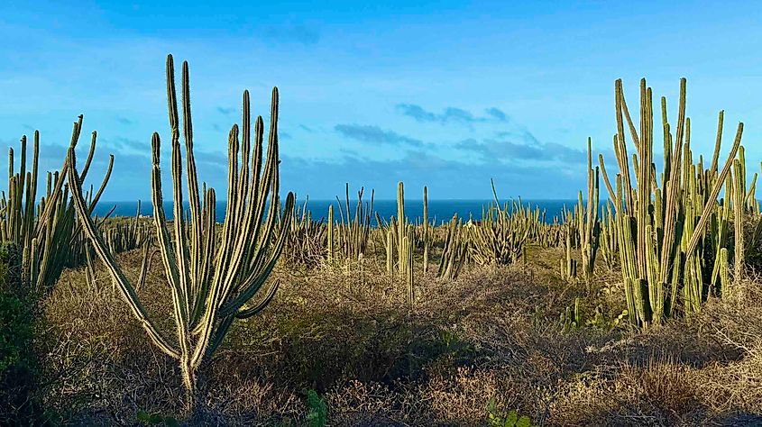 cacti-in-aruba-photo-by-bryan-dearsley