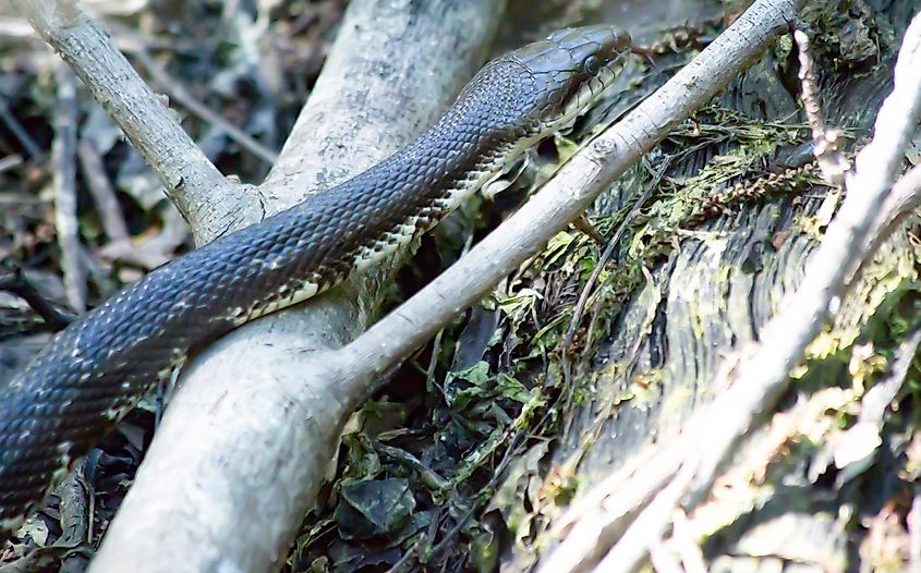 Western rat snake (Pantherophis obsoletus). 