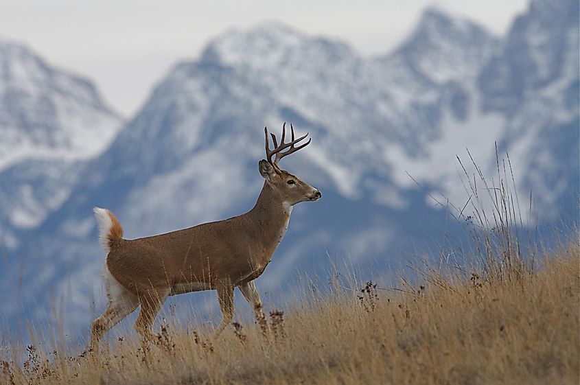 White-tailed deer in the Rocky Mountains.