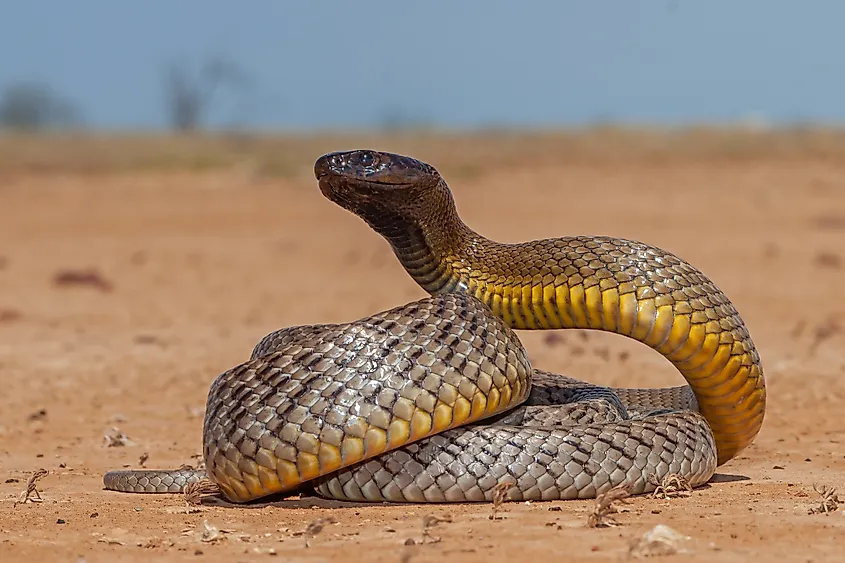 An inland taipan, Australia’s highly venomous snake