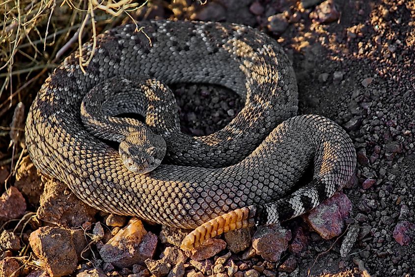 A beautiful closeup of a western diamondback rattlesnake on a ground.
