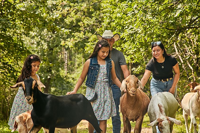 A goat trek with Hoof It Goat Treks. Photo courtesy of Galena Country Tourism, #GalenaCountry.