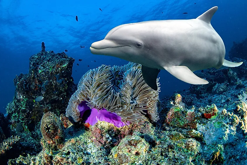 A bottlenose dolphin