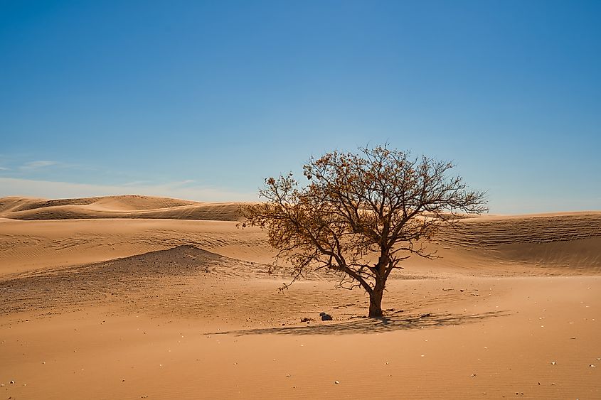The Little Sahara State Park in Oklahoma.