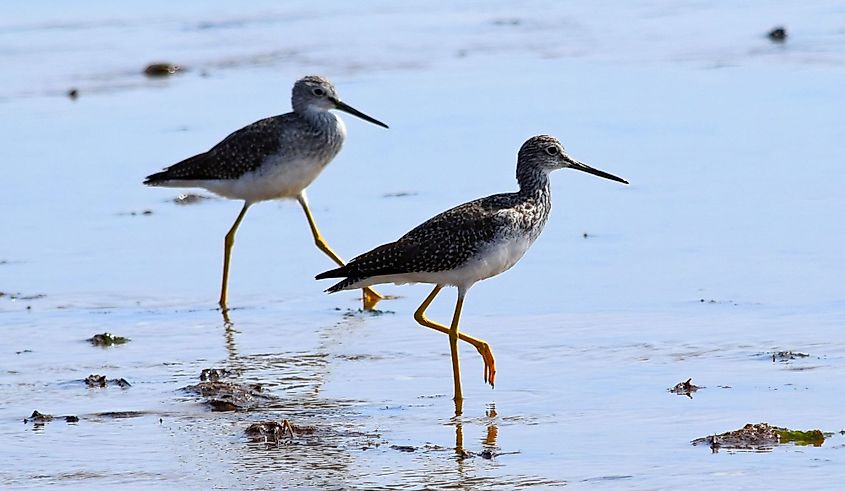 Greater Yellowlegs at Monomoy National Wildlife Refuge, Chatham, Cape Cod, Massachusetts