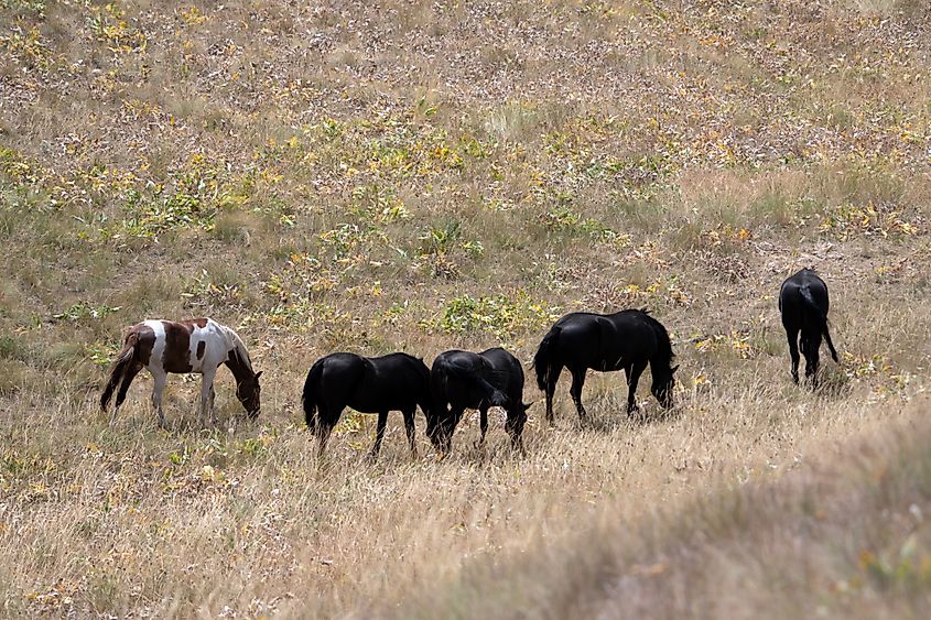 Wild horses on Wild Horse Island State Park, Montana