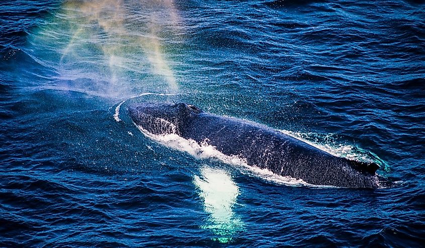 Aerial of a Gray Whale, British Columbia, Canada