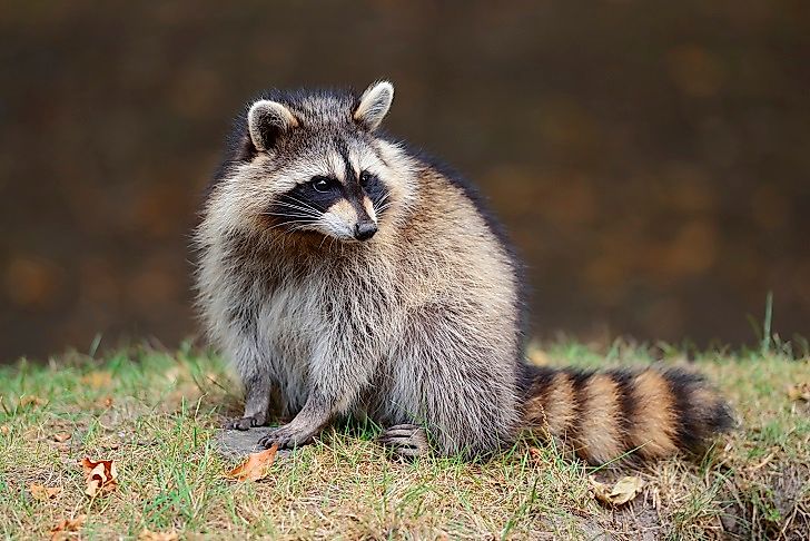 What Animals Live In North America? - WorldAtlas What Animals Live In North America? - WorldAtlas