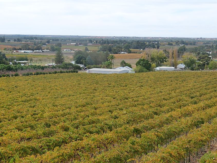 A vineyard in Renmark, South Australia.