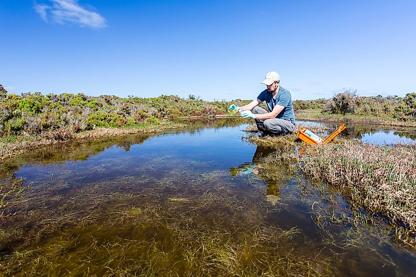 Scientist measuring water quality parameters in a wetland.