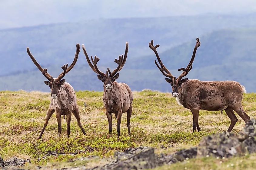 Bull caribou on alpine tundra in Yukon, Canada