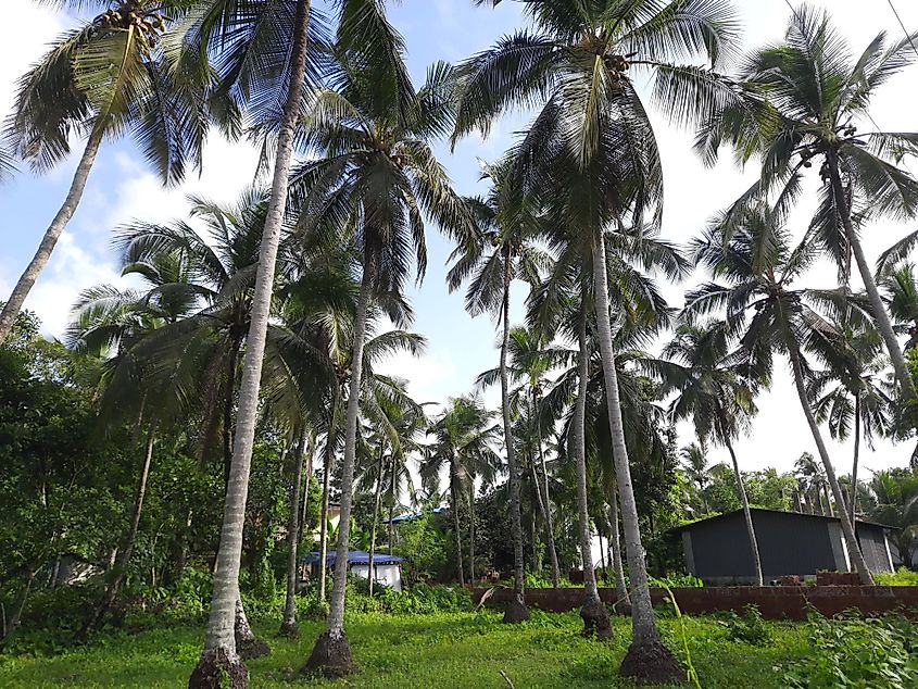 Coconut Trees in Lakshadweep, India. 