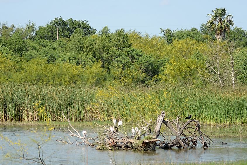 Willow Lake at Santa Ana National Wildlife Refuge in Hidalgo County, near Donna Reservoir, Texas.