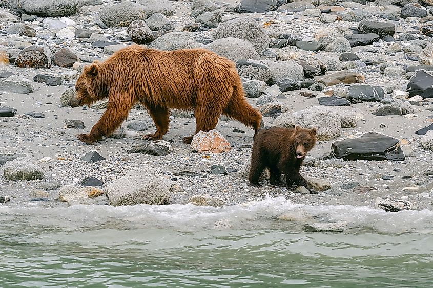 Glacier Bay National Park, Alaska