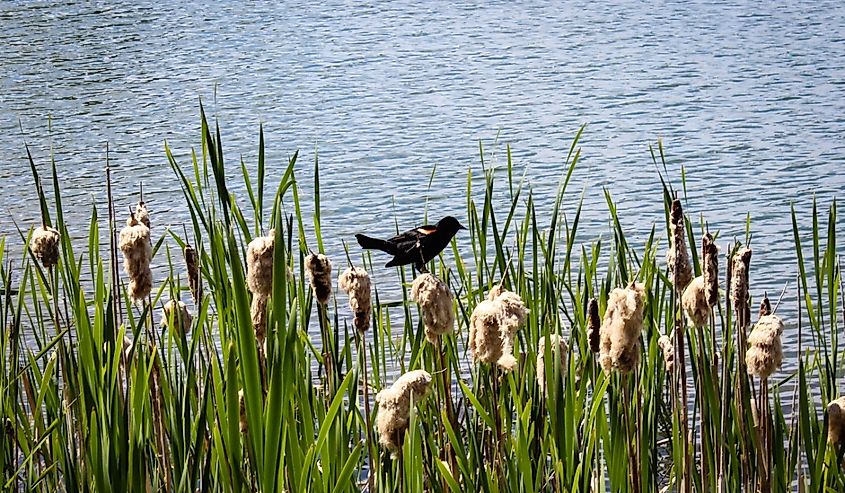 Rotary Park in Whitecourt, Alberta