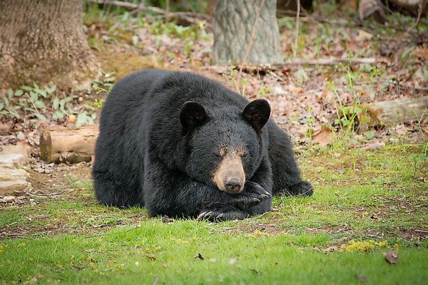 A sleepy black bear in the Great Smoky Mountain National Park.