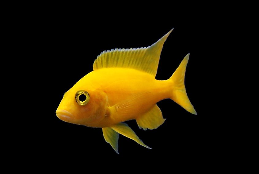 A beautiful yellow golden Malawi Peacock Hybrid cichlid on isolated black background. Aulonocara is endemic to Lake Malawi. it is an African cichlids in Cichlidae family.