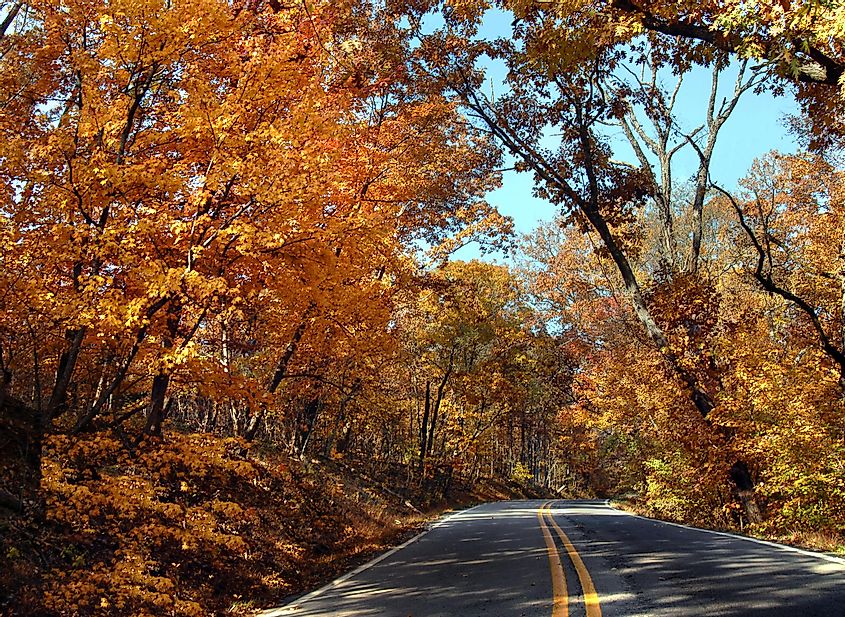 The Pig Trail Scenic Byway passing through a forest exhibiting fall colors.