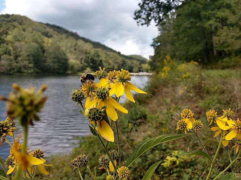 Pine Lake, located within Tar Hollow State Park, is surrounded by the 16,000-plus-acre Tar Hollow State Forest in southeastern Ohio.