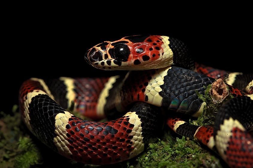 Rhinobothryum bovallii, commonly known as the coral mimic snake