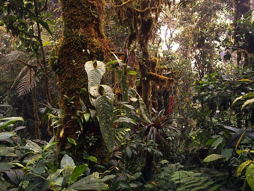 Ecuadorian cloud forest