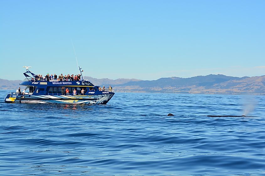 A sperm whale in the waters off the coast of Kaikoura, South Island, New Zealand