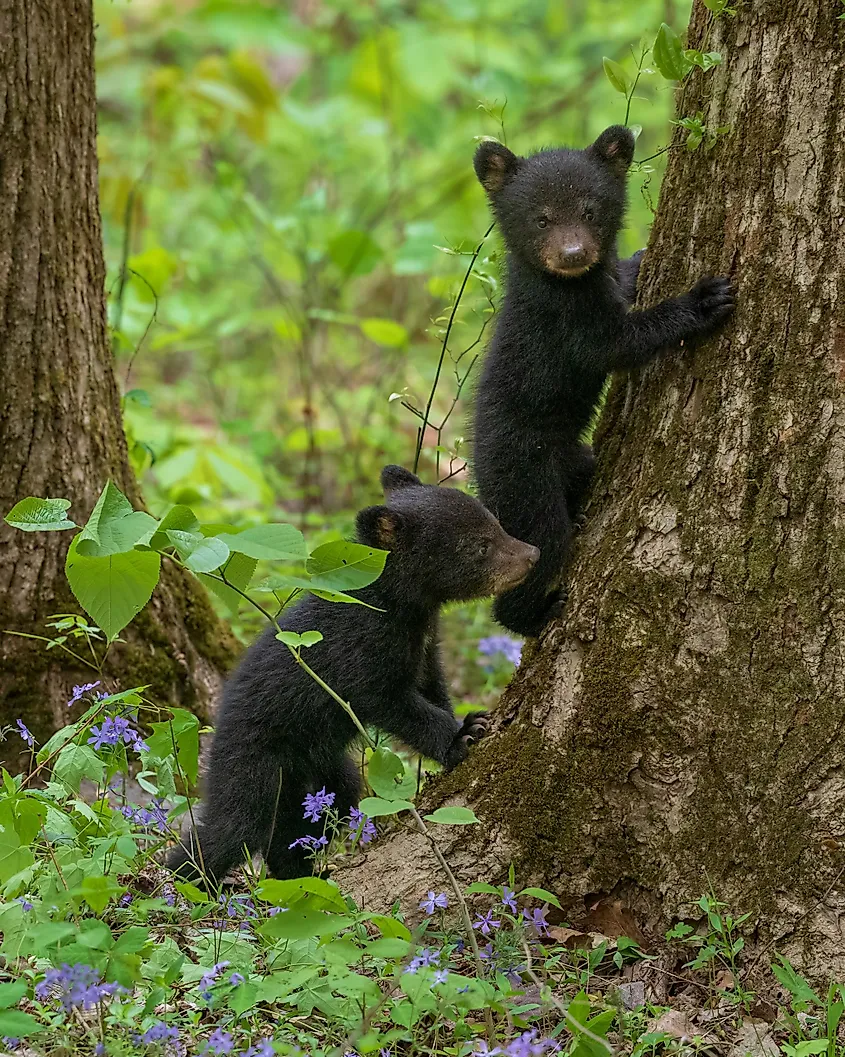 Black bear cubs playing in Great Smoky Mountains National Park