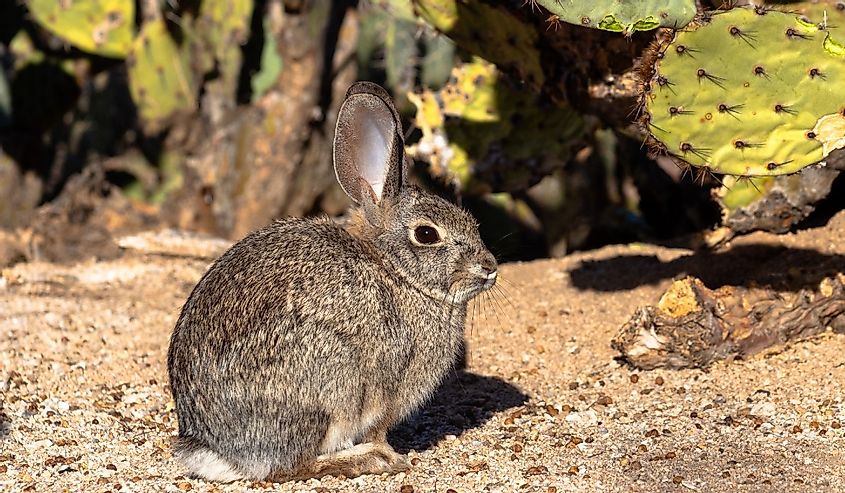 Desert cottontail rabbit, Sylvilagus audubonii, an adorable wild bunny in the Sonoran Desert.