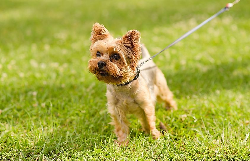 A yorkshire terrier dog.