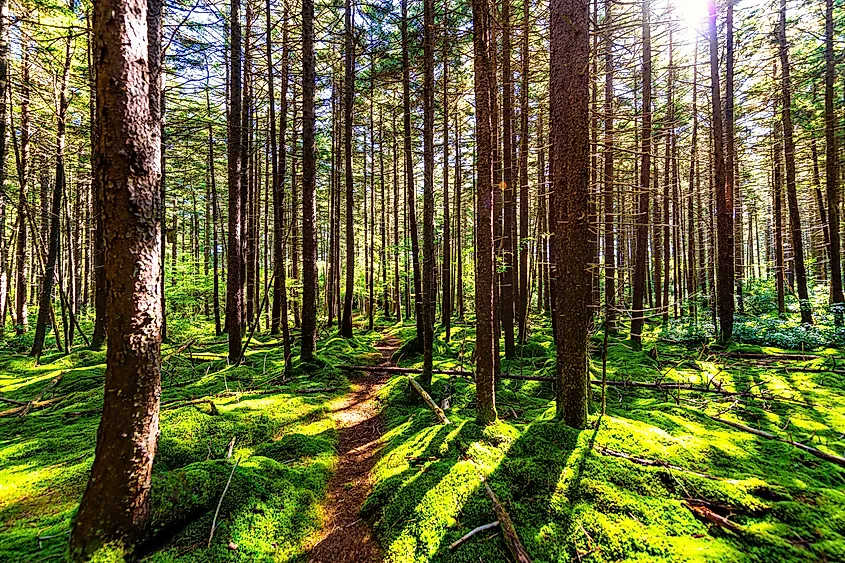 Red spruce pine trees and footpath in Monongahela National Forest.
